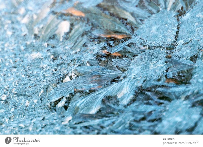 Frozen Weihnachten & Advent Silvester u. Neujahr Umwelt Natur Urelemente Wasser Winter Klima Eis Frost Fenster Kristalle Eisblumen glänzend ästhetisch