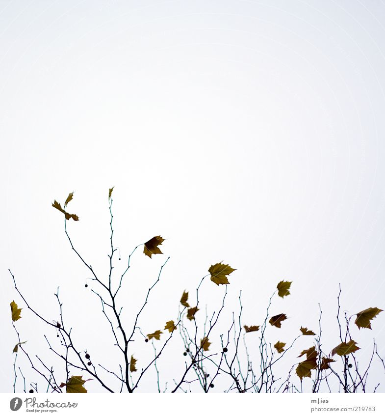 Herbst Natur Pflanze Wetter Wind Baum Bewegung Verfall Vergänglichkeit Farbfoto Gedeckte Farben Außenaufnahme Detailaufnahme abstrakt Muster Menschenleer Tag