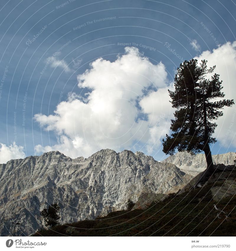 .... ................... | Antholz [17] Baum Alpen Berge u. Gebirge Antholzer Tal Südtirol Staller Sattel blau grau schwarz Fernweh Ferien & Urlaub & Reisen
