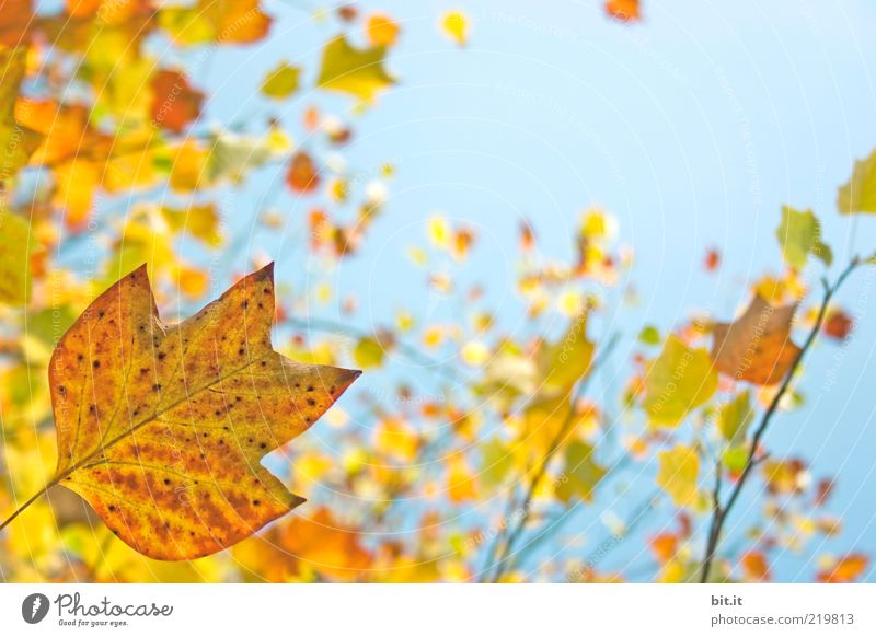 Frisch in den Herbst...(X) Natur Pflanze Luft Himmel Wolkenloser Himmel Klima Wetter Schönes Wetter Baum Blatt Grünpflanze blau gelb Umwelt Vergänglichkeit