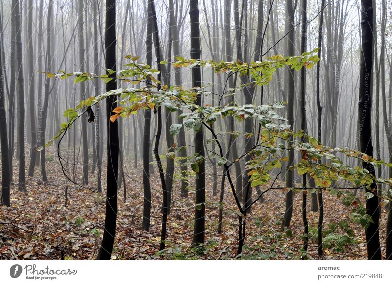 Graue Nebel wallen Umwelt Natur Landschaft Pflanze Herbst schlechtes Wetter Regen Baum Blatt Wald dunkel ruhig Farbfoto Gedeckte Farben Außenaufnahme