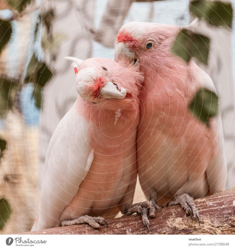 Liebelei Tier Vogel 2 Tierpaar Küssen braun grün rosa Kakadu Kuscheln Liebespaar Zärtlichkeiten zuwenden Nacken Kraulen Farbfoto Außenaufnahme Menschenleer