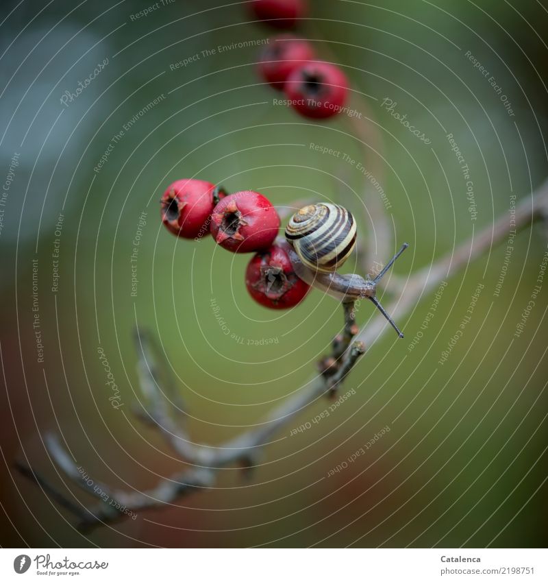 Ein kleines Schnecken und die Beeren des Weissdorns Natur Pflanze Tier Herbst Sträucher Weissdornbeere Hecke Garten Schnirkelschnecke 1 schön schleimig braun