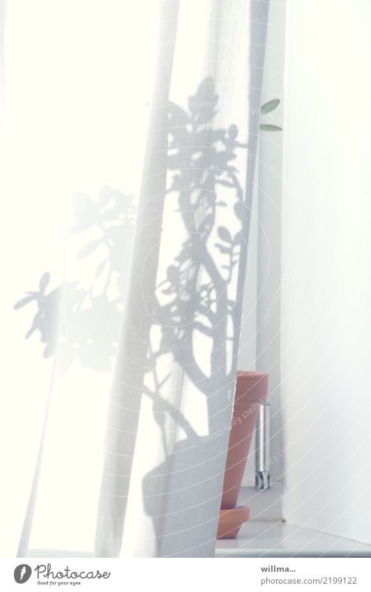 Schatten einer Zimmerpflanze auf dem Fenterbrett hinter der Gardine Häusliches Leben Wohnung Fensterbrett Blumentopf Vorhang Topfpflanze Geldbaum Crassula ovata