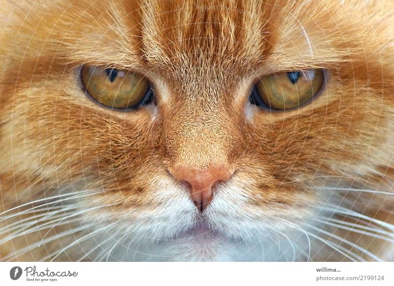 Augen einer wunderschönen rothaarigen Katze, Tierporträt Hauskatze Tiergesicht 1 beobachten niedlich Haustier rotbraun Blick in die Kamera Schnurrhaar