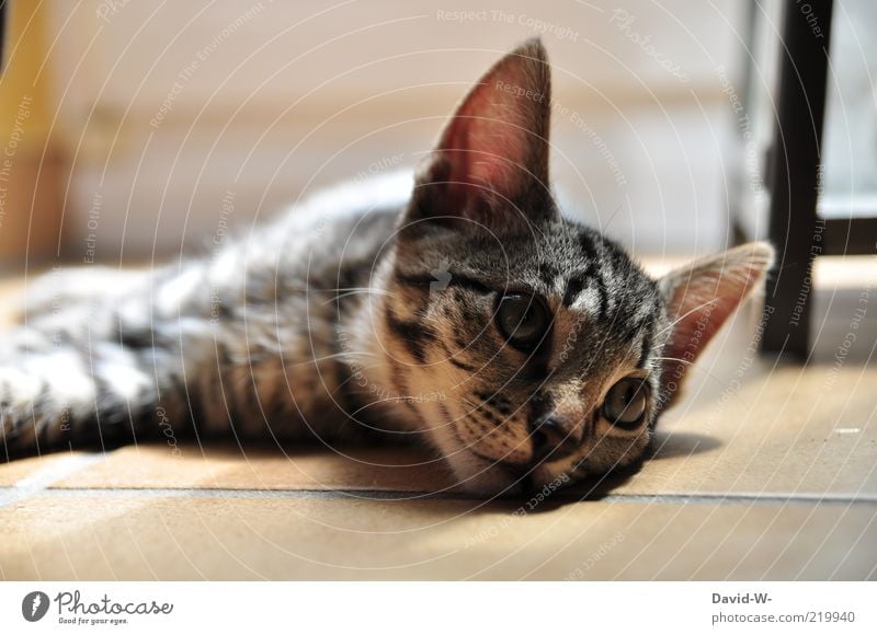 Katze schön ruhig sanft Boden ruhe Haustier