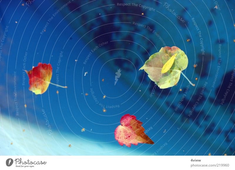 Blätter halt Umwelt Natur Pflanze Herbst Schönes Wetter Blatt Wasser stagnierend Farbfoto Außenaufnahme Menschenleer Nahaufnahme Herbstlaub Im Wasser treiben