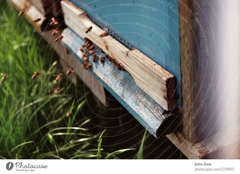 Landeanflug Schönes Wetter Gras Wiese Tier Nutztier Biene Tiergruppe Schwarm fliegen fleißig diszipliniert Natur Honigbiene Bienenstock Bienenkorb emsig Summen
