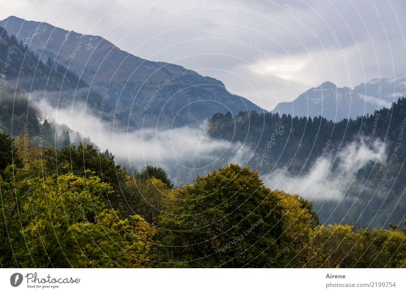 Herbst Wanderzeit I Ausflug Berge u. Gebirge wandern Landschaft Wolken Nebel Wald Alpen Bregenzerwald Gipfel dunkel hoch natürlich oben trist blau grün ruhig