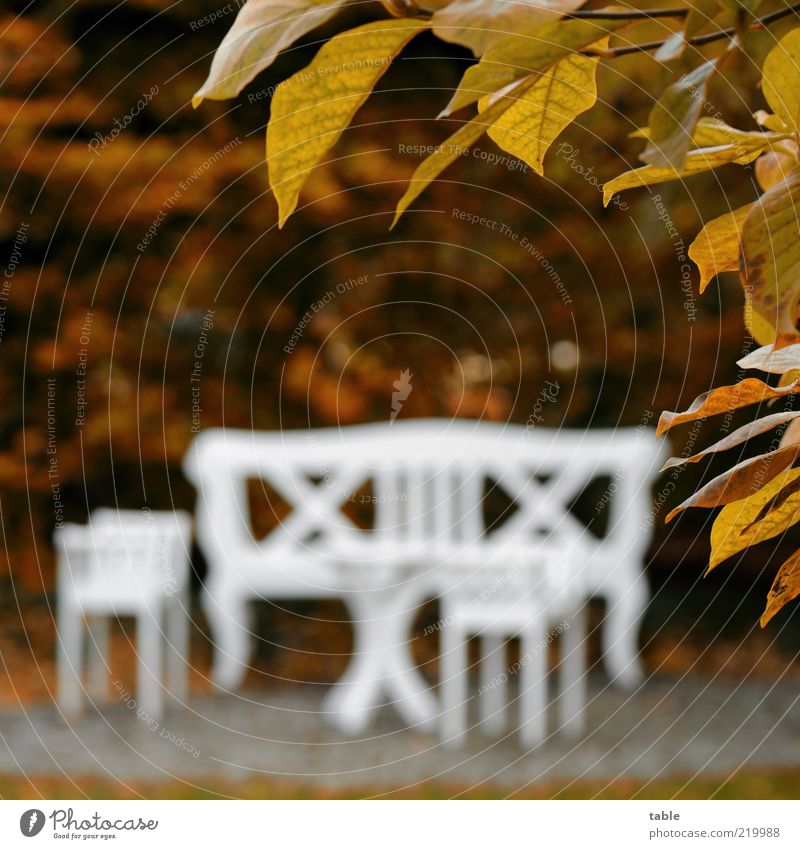 Goldener Herbst Lifestyle Stil Erholung ruhig Garten Natur Schönes Wetter Pflanze Baum Sträucher Holz ästhetisch braun weiß elegant Vergänglichkeit
