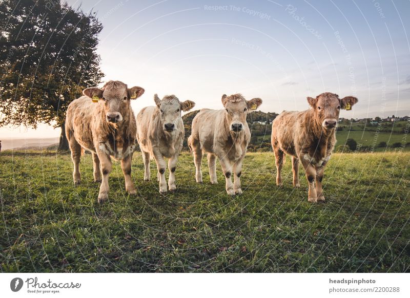 Vier junge Bullen auf einer Wiese gucken in die Kamera Wolkenloser Himmel Sonnenaufgang Sonnenuntergang Feld Nutztier Kuh 4 Tier Tiergruppe Herde Tierjunges