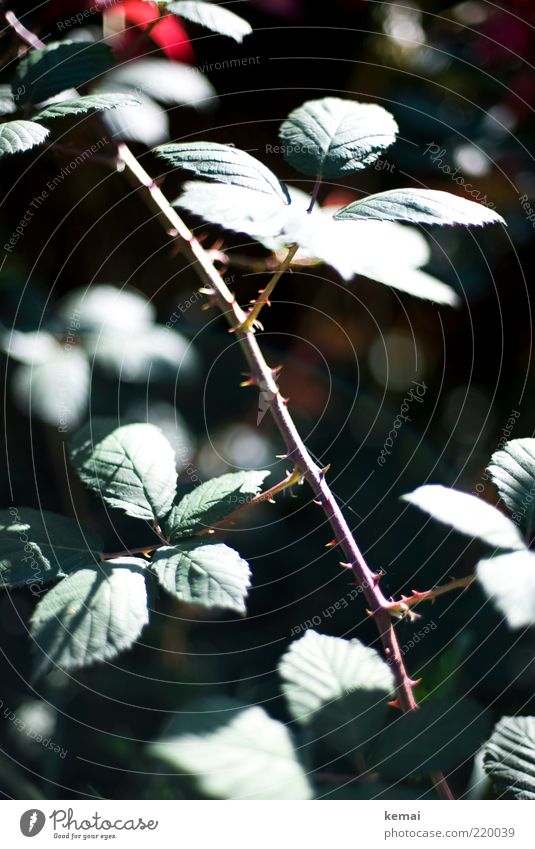 Rosendornen Umwelt Natur Pflanze Sonnenlicht Sommer Herbst Schönes Wetter Blume Blatt Wildpflanze Dorn leuchten Wachstum Spitze stachelig grün Farbfoto