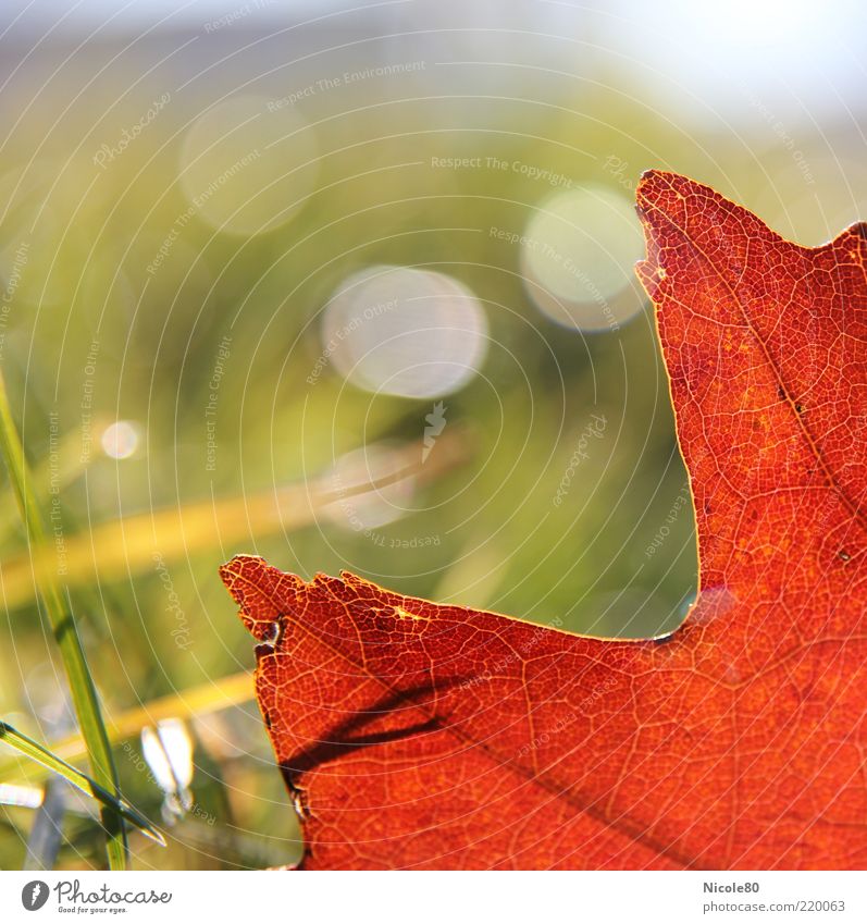 rotes eichenblatt Umwelt Natur Pflanze Herbst Schönes Wetter Gras Blatt Wiese grün Eichenblatt Farbfoto Außenaufnahme Detailaufnahme Makroaufnahme Menschenleer