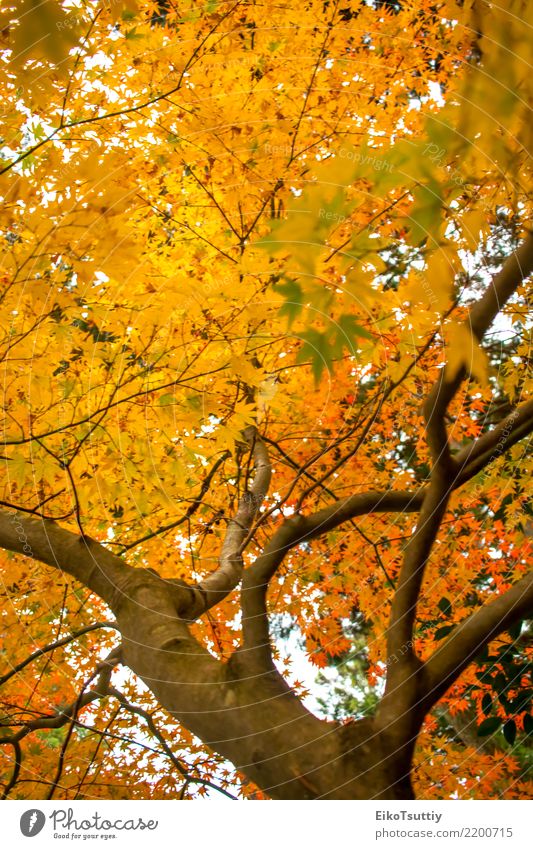 Herbstfarben-Ahornblätter am Wald in Aichi, Nagoya, Japan schön Ferien & Urlaub & Reisen Berge u. Gebirge Garten Natur Pflanze Himmel Baum Blatt Park wild gelb