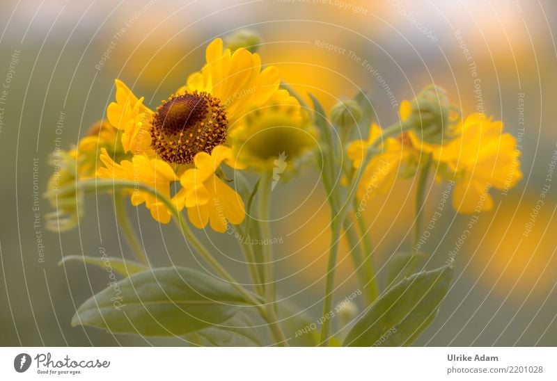 Gelbe Blüten der Sonnenbraut (Helenium) harmonisch Wohlgefühl Zufriedenheit Sinnesorgane Erholung ruhig Meditation Tapete Valentinstag Natur Pflanze Sommer
