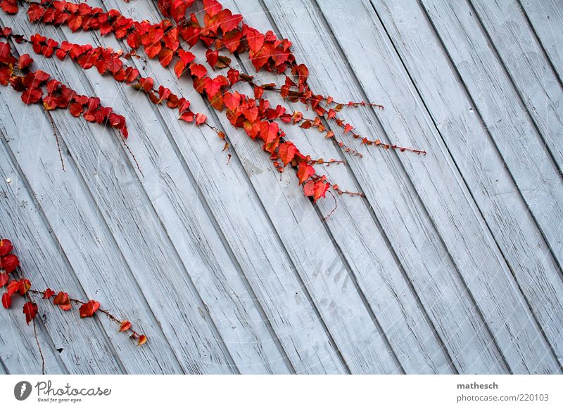 Herbst ruhig Natur Pflanze Blatt Menschenleer bedrohlich fest blau rot Leben Umwelt Wachstum Ranke verbrettert Farbe Farbfoto Außenaufnahme Textfreiraum rechts