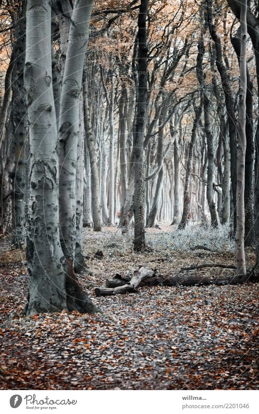 Herbstlicher Wald mit Buchen im Gespensterwald Baum Naturschutzgebiet Küstenwald Nienhagen Mecklenburg-Vorpommern Buchenwald Herbstwald dunkel Buchenstämme