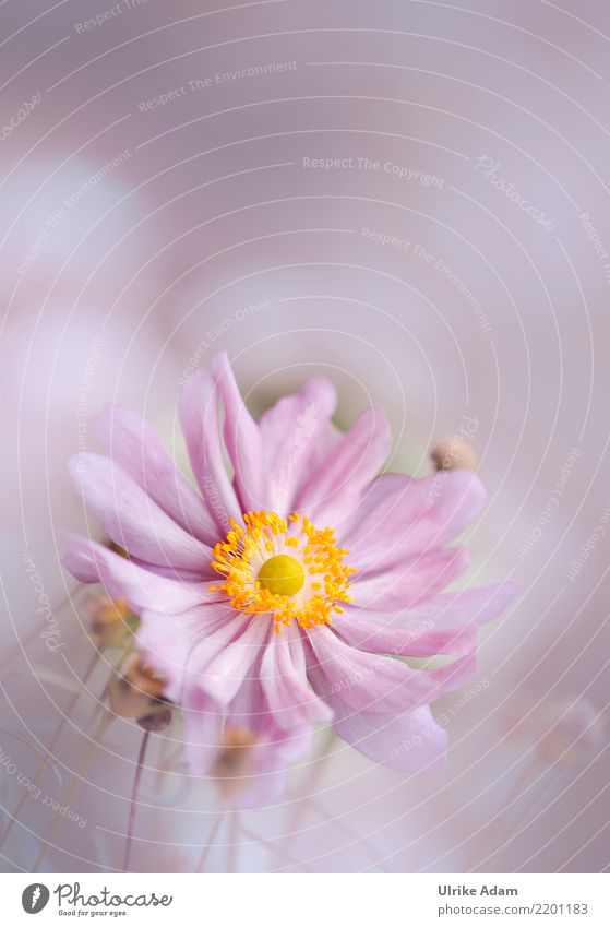 Rosa Anemone elegant Design harmonisch Wohlgefühl Zufriedenheit Erholung ruhig Dekoration & Verzierung Tapete Natur Pflanze Sommer Herbst Blume Blüte
