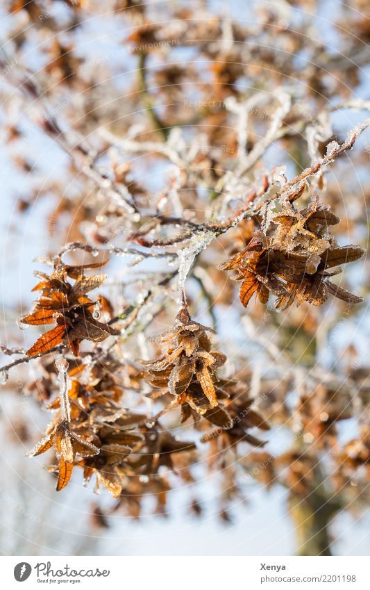 Vereiste Zweige Natur Pflanze Winter Eis Frost Baum Blatt Park Holz frieren kalt blau braun Zweige u. Äste vertrocknet Farbfoto Außenaufnahme Menschenleer