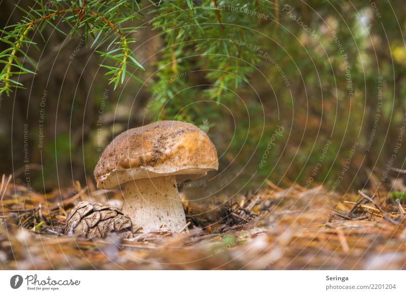 Noch ein dicker Steinpilz Umwelt Natur Pflanze Tier Herbst Park Wald Essen Wachstum Steinpilze Pilzstiehl Pilzhut Pilzsucher Pilzsuppe Farbfoto Gedeckte Farben