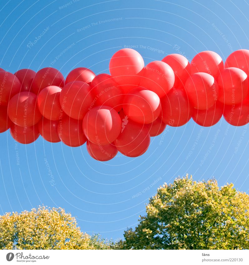 feierlich l Rote Luftballons Veranstaltung Feste & Feiern Pflanze Himmel Wolkenloser Himmel Herbst Dekoration & Verzierung Linie blau grün rot Gefühle Freude