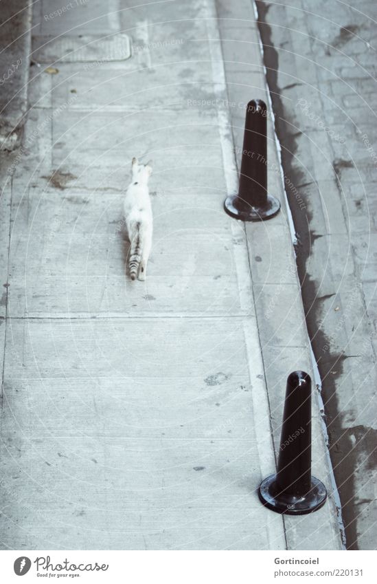 Walking Alone Tier Katze 1 frei trist grau Bürgersteig Einsamkeit wild Poller Rückansicht Beton Schwanz laufen Menschenleer freilebend Bordsteinkante Rinnstein