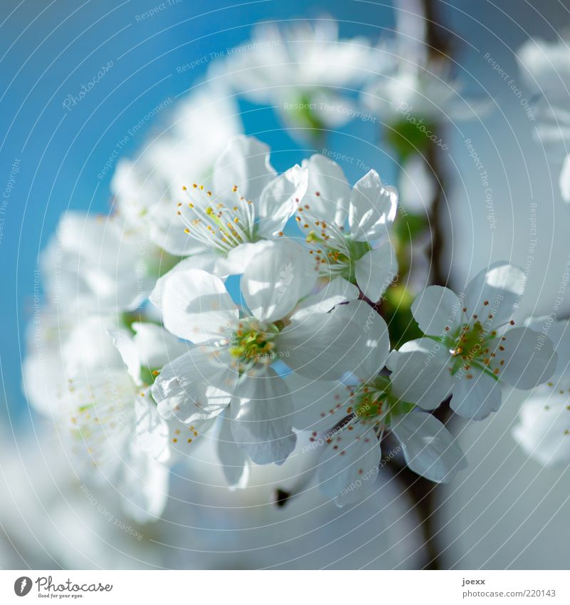 Temperaturen wie im Frühling Natur Schönes Wetter Baum Blüte Nutzpflanze natürlich blau grün weiß Kirschblüten Farbfoto mehrfarbig Makroaufnahme Tag