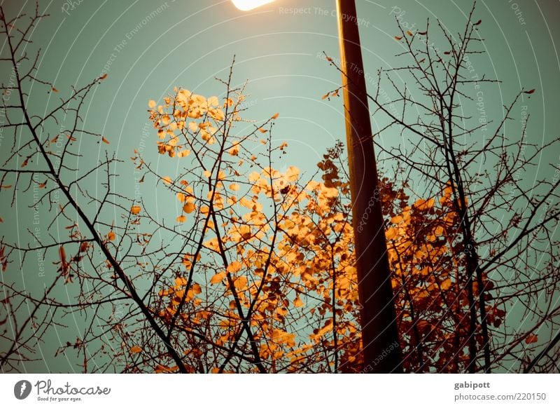 herbstlaub leuchtet im Dunkeln Himmel Herbst Pflanze Blatt dunkel kalt blau braun Endzeitstimmung Laterne Licht Beleuchtung Gedeckte Farben Außenaufnahme