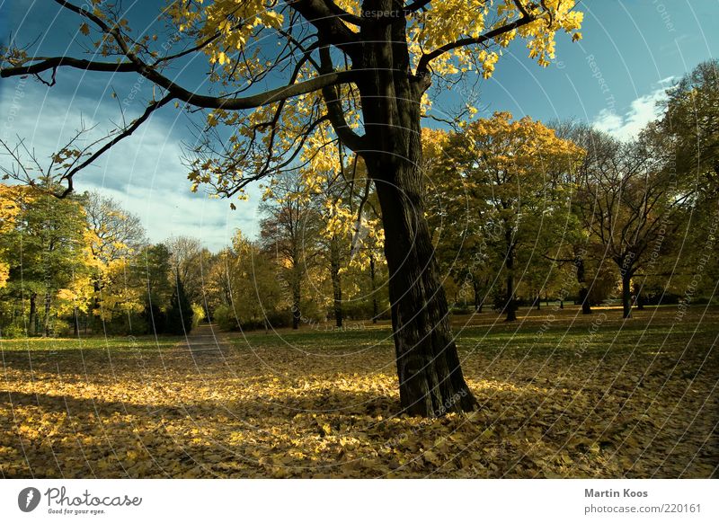 Ein Tag im Jahr Umwelt Natur Landschaft Baum Park ästhetisch positiv gelb gold Ende Ferne Stimmung Wege & Pfade Zeit Herbst Laubbaum färben leuchten ruhig
