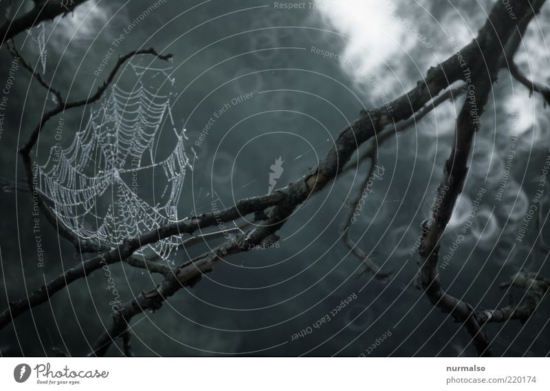 der Herbst, der Spinnt doch Umwelt Natur Landschaft schlechtes Wetter Regen Pflanze Baum Zeichen hängen dunkel nachhaltig nass natürlich Stimmung Netzwerk