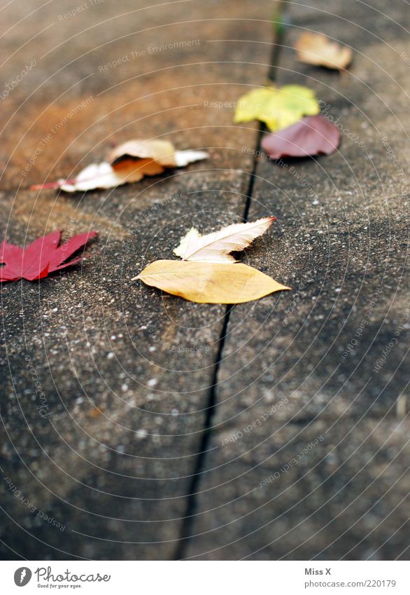 Laub Herbst Blatt mehrfarbig Herbstlaub herbstlich Ahornblatt Bürgersteig Rutschgefahr Farbfoto Außenaufnahme Menschenleer Textfreiraum unten