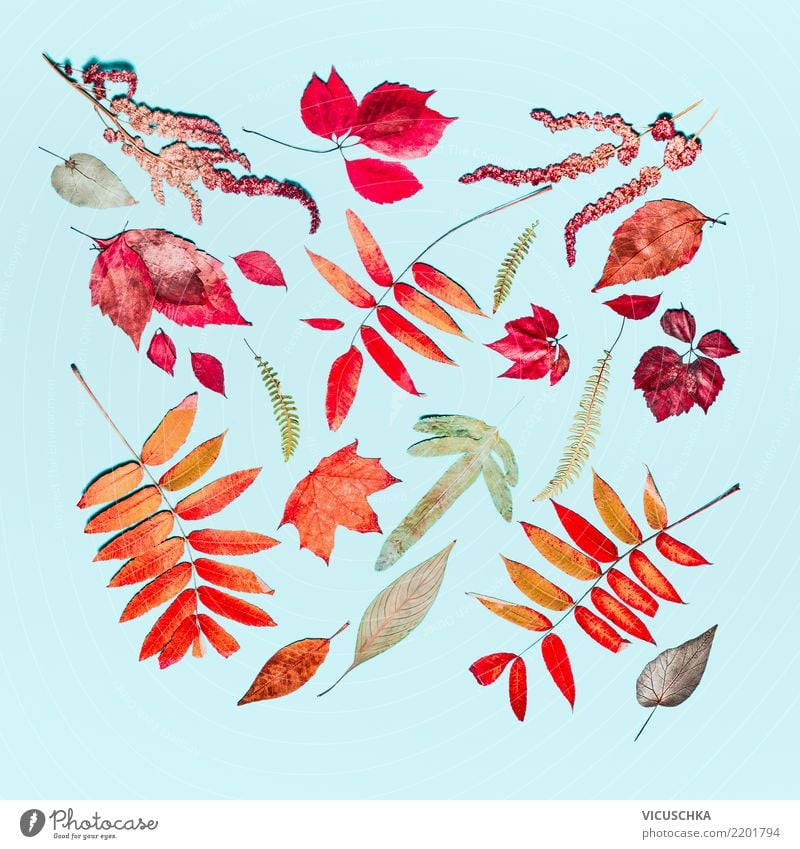 Herbst Composing aus verschiedenen Herbst bunte Blätter Stil Design Dekoration & Verzierung Erntedankfest Natur Pflanze Blatt Zeichen Muster Ornament Stillleben