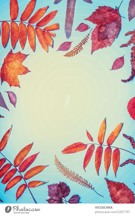 Herbstblätter Rahmen Stil Design Garten Natur Blatt Herbstlaub Hintergrundbild Textfreiraum mehrfarbig rot orange blau Entwurf Farbfoto Innenaufnahme