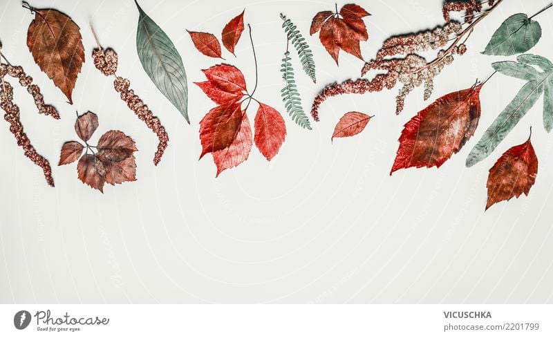 Border mit verschiedenen bunte Herbstblätter Stil Design Erntedankfest Natur Pflanze Blatt Dekoration & Verzierung Ornament Hintergrundbild Herbstlaub