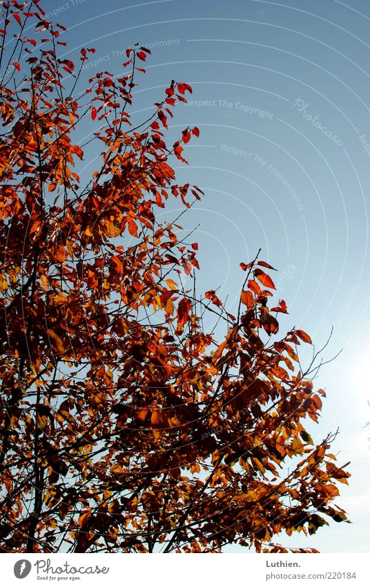 Blattwerk Natur Himmel Sonnenlicht Herbst Baum Wachstum blau mehrfarbig rot Farbfoto Außenaufnahme Menschenleer Tag Licht Zweige u. Äste Baumkrone Herbstlaub