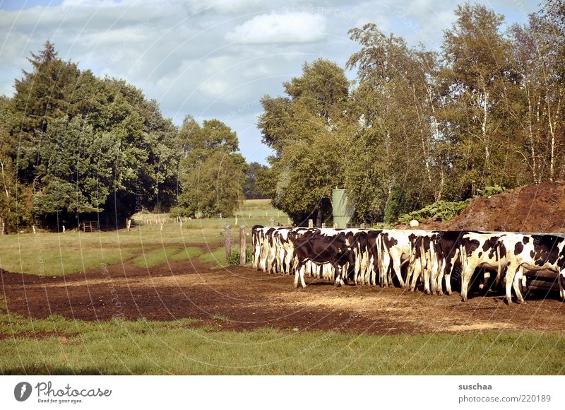 friesische kühe Natur Himmel Wolken Sommer Wetter Schönes Wetter Tiergruppe Herde Fressen füttern Weide Nutztier Kuh Gras Baum Außenaufnahme Tag