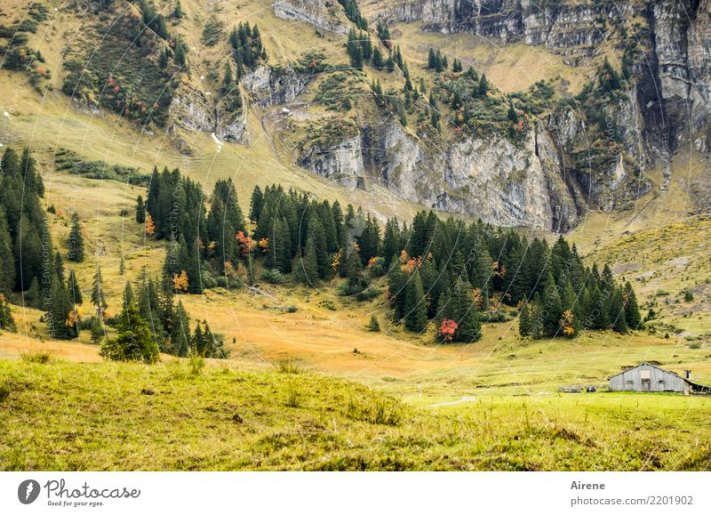 Herbst Wanderzeit III Berge u. Gebirge wandern Landwirtschaft Forstwirtschaft Landschaft Nadelbaum Wald Felsen Alpen Bregenzerwald Alm Bergwald Hütte