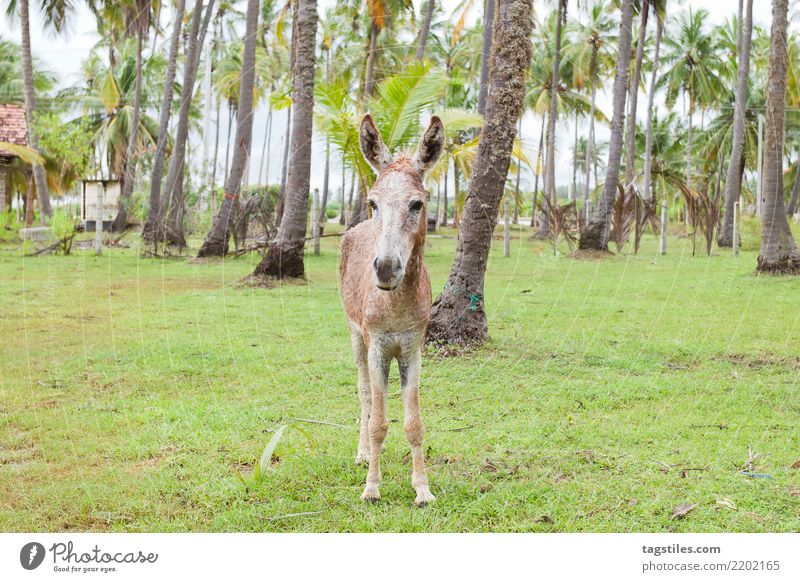 Maultierporträt, Sri Lanka Kalpitiya Esel Muli starren anschauend Porträt Tier Palme Asien Ferien & Urlaub & Reisen Idylle Freiheit Postkarte Tourismus Paradies