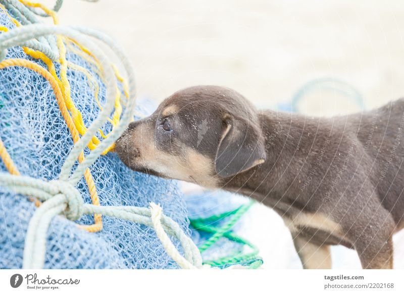 Hund-Welpe, der an einem Fischernetz, Sri Lanka schnüffelt Kalpitiya Schnüffeln Schniefen Angeln Fischereiwirtschaft Netzstrumpfhose Asien