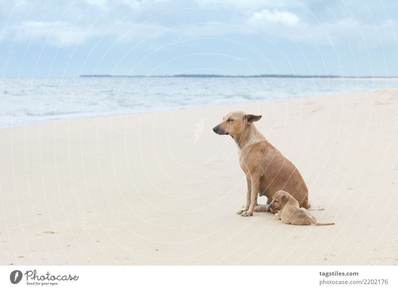 Den Wind genießen, Sri Lanka, Asien Kalpitiya Welpe Hund Ferien & Urlaub & Reisen Idylle Freiheit Postkarte Tourismus Paradies Natur intakt Landschaft Strand