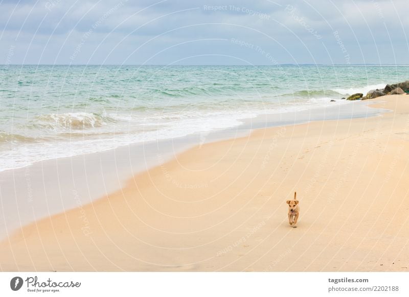 Erkundung der Welt, Kalpitiya, Sri Lanka Thalawila Talawila Abenteurer explodieren erkundend Welpe Hund Asien Idylle Freiheit Postkarte Tourismus Sommer