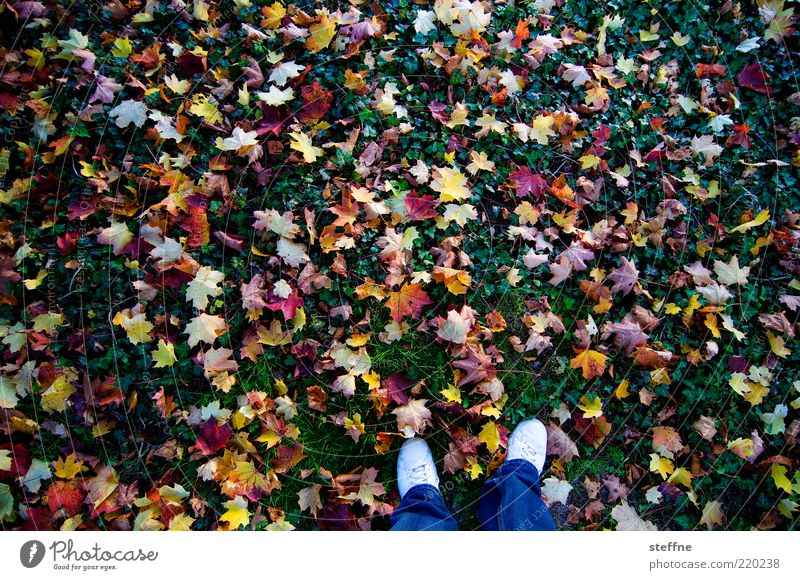 bunt ist gesunt Natur Herbst Blatt Wiese mehrfarbig Herbstlaub Beine Farbfoto Außenaufnahme Fuß herbstlich Herbstfärbung Vogelperspektive Ahornblatt stehen