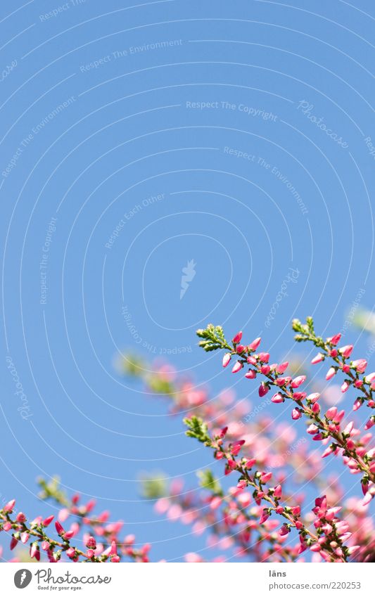 Himmel und Erika Pflanze Wolkenloser Himmel Heidekrautgewächse Bergheide Wachstum blau grün violett rosa Farbfoto Nahaufnahme Detailaufnahme Menschenleer