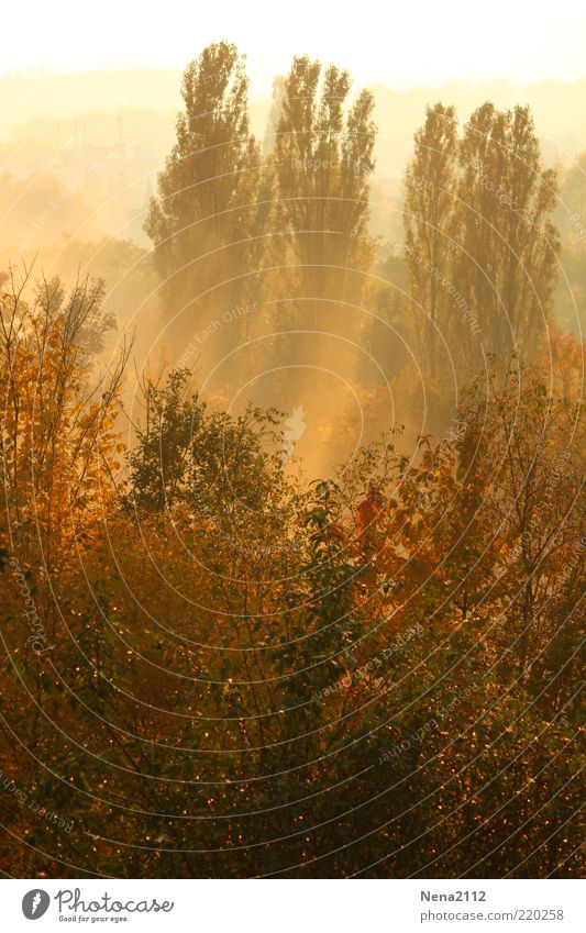 Frühnebel Umwelt Natur Landschaft Pflanze Sonne Sonnenaufgang Sonnenuntergang Sonnenlicht Herbst Klima Wetter Schönes Wetter Nebel Baum Sträucher Wald schön
