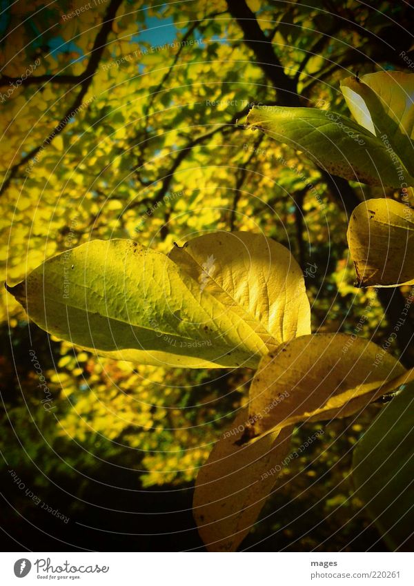 Herbstgold Umwelt Natur Pflanze Sonne alt leuchten ästhetisch nah gelb Optimismus einzigartig Idylle Blatt Herbstlaub Nahaufnahme Farbfoto Außenaufnahme