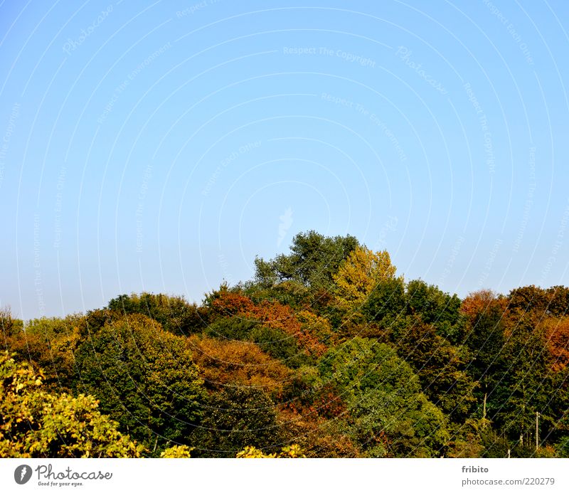 Goldener Herbst Umwelt Natur Landschaft Pflanze Luft Himmel Wetter Schönes Wetter Baum Blatt Wald Gefühle Stimmung Romantik schön authentisch Sehnsucht