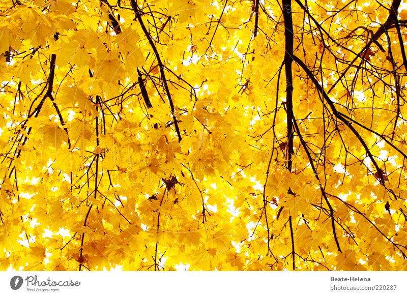 Leuchtende Herbstkraft Natur Baum leuchten Wachstum ästhetisch hell Sauberkeit gelb gold Gefühle Stimmung einzigartig Optimismus Herbstlaub Herbstfärbung