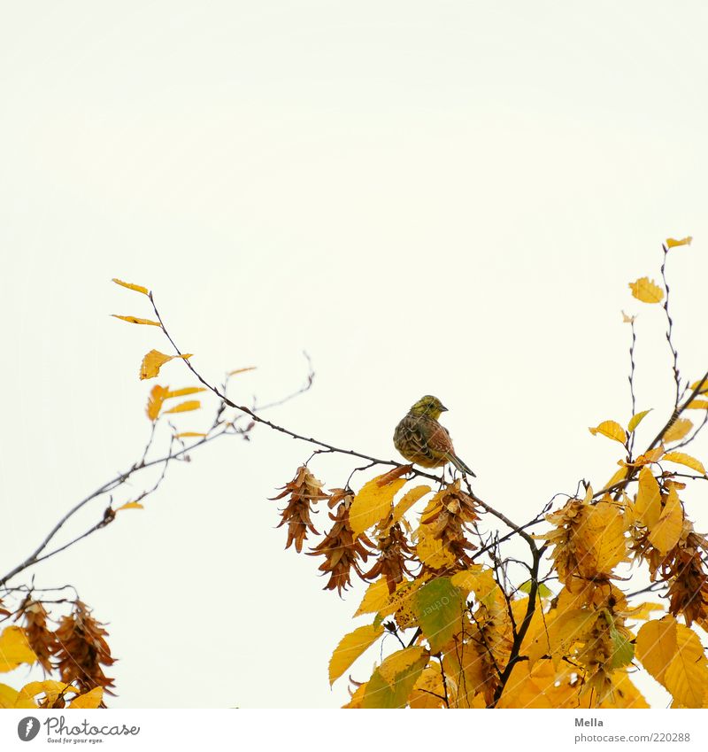 Novembervogel Umwelt Natur Pflanze Tier Herbst Baum Blatt Ast Herbstlaub Wildtier Vogel 1 Blick sitzen frei hell klein natürlich niedlich gelb Zeit Farbfoto