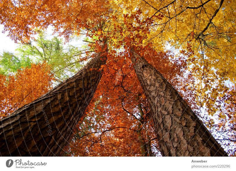 Himmelwärts im Herbst Umwelt Natur Pflanze Wetter Schönes Wetter Baum Wald ästhetisch außergewöhnlich braun mehrfarbig gelb gold grün rot weiß Kiefer Nadelbaum