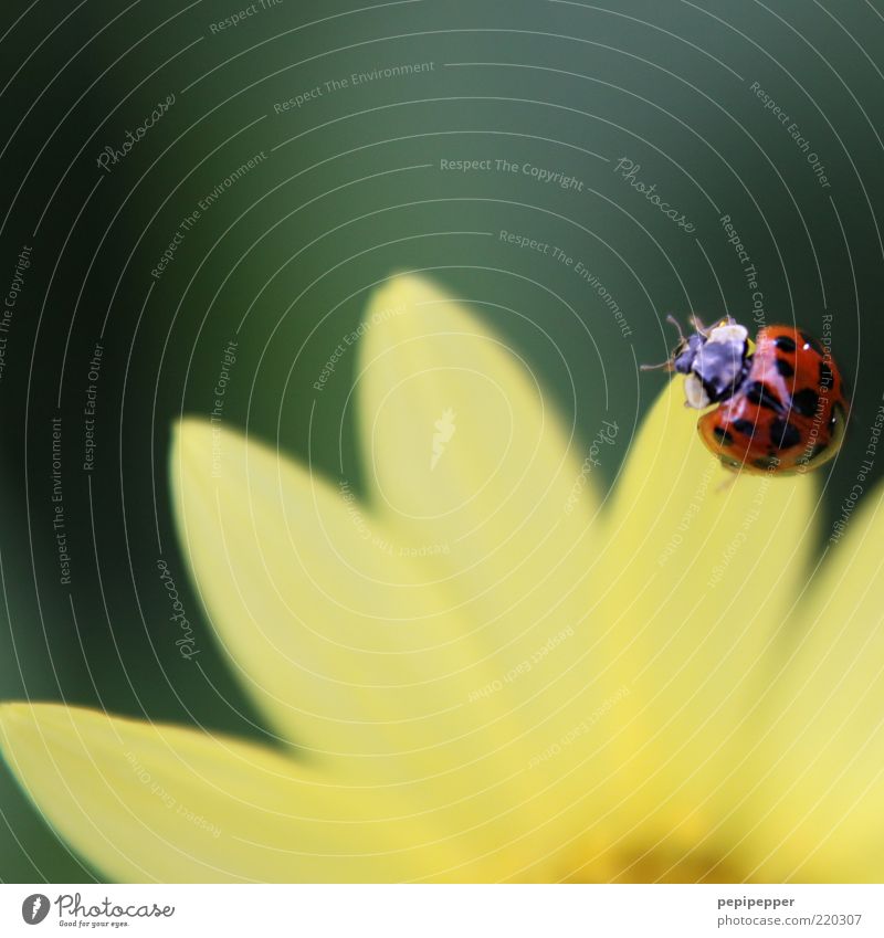 einen sommer lang Natur Pflanze Sommer Schönes Wetter Blume Blatt Blüte Tier Nutztier Käfer 1 Blühend Duft hocken gelb grün mehrfarbig Außenaufnahme Nahaufnahme